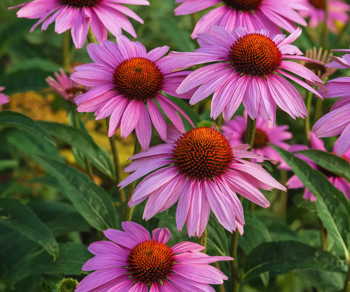 Echinacea: Natürlich das Immunsystem stärken