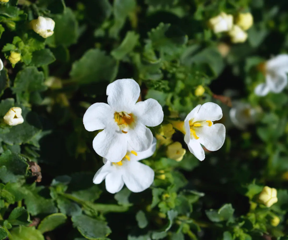 Bacopa Monnieri: Gedächtnis-Booster für Fokus