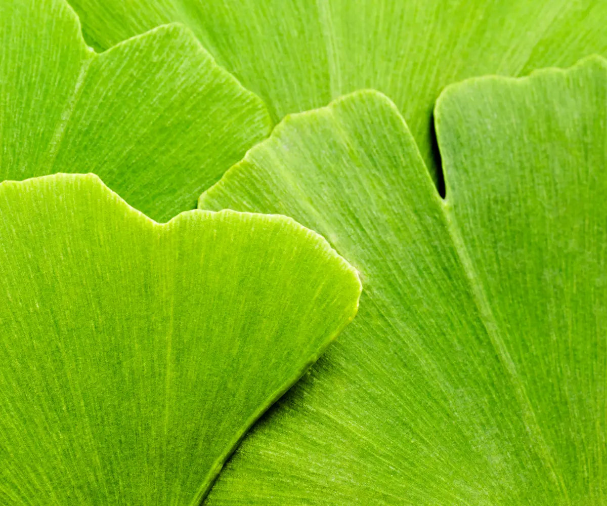 Ginkgo Biloba: Mehr Fokus & geistige Klarheit