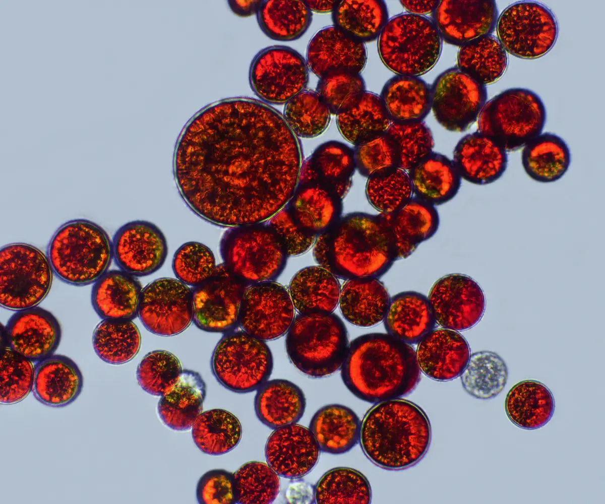 Astaxanthin: Starkes Antioxidans für Haut & Augen