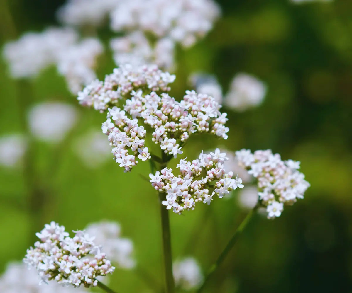Baldrian: Natürlich entspannen & besser schlafen