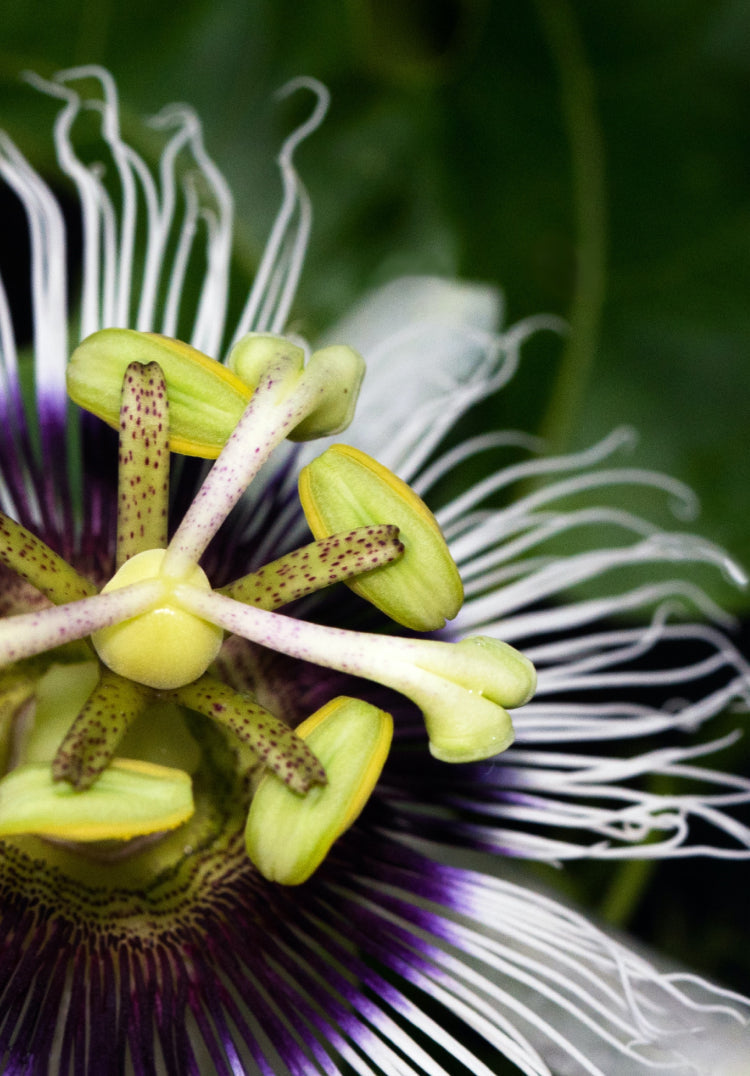 Two-Islands-Ingredients-HP-Image-Passionflower.jpg?v=1660641736&width=832