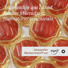 Astaxanthin+ Gummies